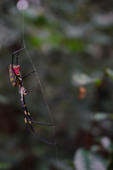Big spider in the woods