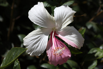 Hibiscus © Stephan von Mikusch