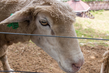  Cute sheep in the farm 4