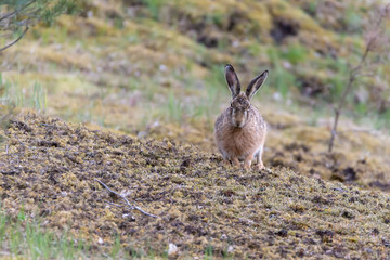 Animal photography, cute hares, forest landscape in Sweden. Background with copy space and place for text, lettering.