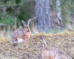 Animal photography, cute hares, forest landscape in Sweden. Background with copy space and place for text, lettering.