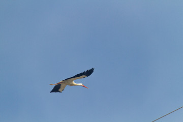 White stork flying in a blue sky not very high.