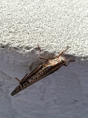 Grasshopper with a missing foot
