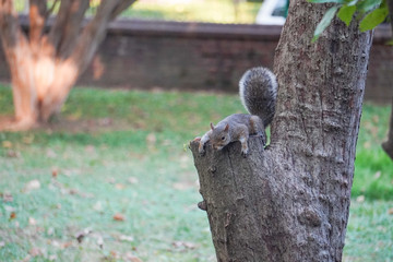 Photographing cute little squirrel 1