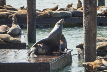 Sea lions in San Francisco Bay 3