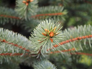 Green colour pine branch close up