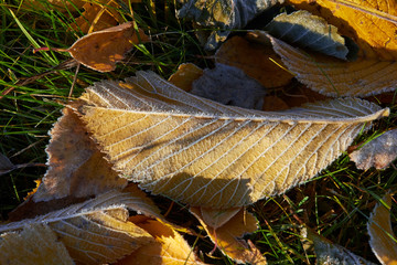 frosty leaves on ground