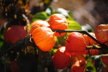 Close-up of delicate physalis flowers, in the light of the sun