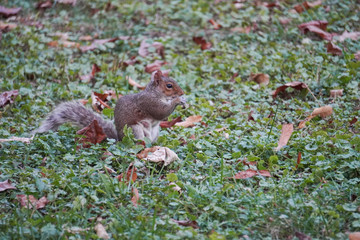 Take a close-up of a squirrel