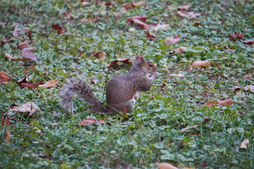 Take a close-up of a squirrel