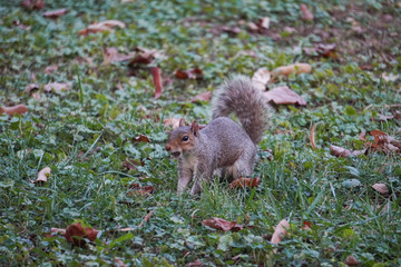 Take a close-up of a squirrel