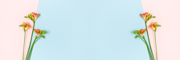 Banner with freesia flowers on a pink and blue pastel background. Floral composition with place for text.