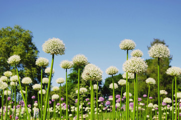Fototapeta premium Allium white giant flowering on a sunny May day, England, UK