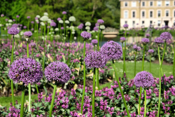 Obraz premium Allium 'purple sensation' flowering on a sunny May day, England, UK