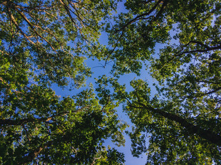 A bottom view of the crowns of trees with green foliage against a blue sky.