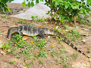 Monitor lizard looking for food