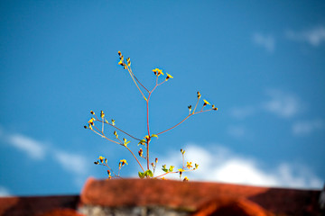 Geum urbanum or Wood avens or St. Benedicts herb blossoming on the roof, Antigua Guatemala