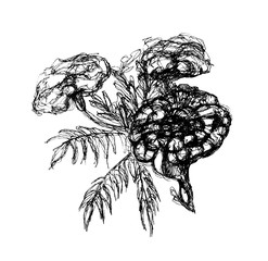 leaf and floral lllustration freehand drawing in black on a white background. 