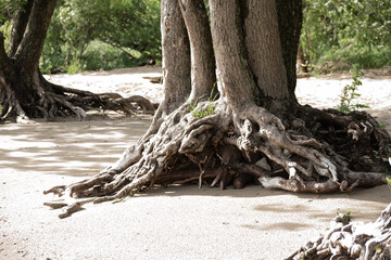 Tree with bare roots by the sea