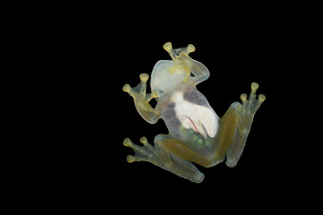 Fototapeta na wymiar Dusty Glass Frog with eggs in belly bottom view black background