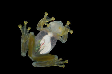 Fototapeta na wymiar Dusty Glass Frog with eggs in belly bottom view black background