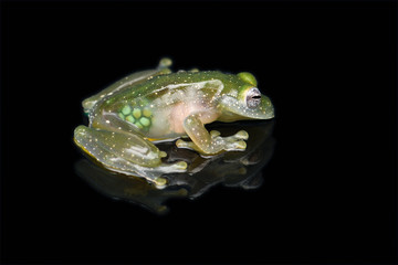 Dusty Glass Frog with eggs in belly black background