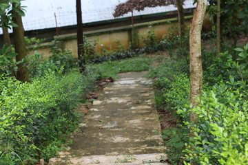 path in the vineyard