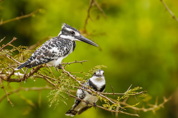 A pair Pied Kingfisher (Ceryle rudis) sitting on a branch, Queen Elizabeth National Park, Uganda.