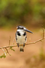 A female Pied Kingfisher (Ceryle rudis) sitting on a branch, Queen Elizabeth National Park, Uganda.	
