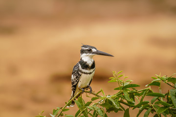 Obraz premium A male Pied Kingfisher (Ceryle rudis) sitting on a branch, Queen Elizabeth National Park, Uganda. 