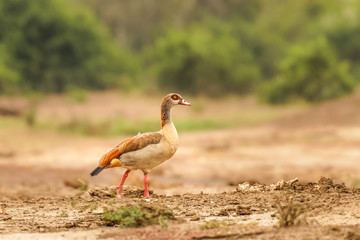 Egyptian nile goose (Alopochen aegyptiaca), Queen Elizabeth National Park, Uganda.	