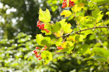 Viburnum fruits are ripe for harvest