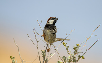 Male Willow Sparrow / Spanish Sparrow standing on a branch