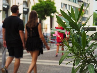 Plant with pink flower on a terrace of a restaurant in front of walking tourist people on a pedestrian street of Budapest, Hungary in summer