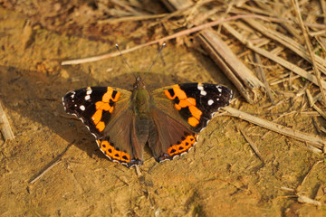Fototapeta na wymiar Beautiful butterfly on the ground 3