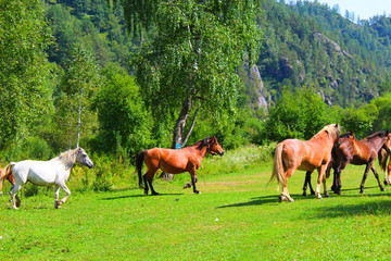 A herd of red, white, and brown horses graze in nature. Animals on free pasture eat green grass.