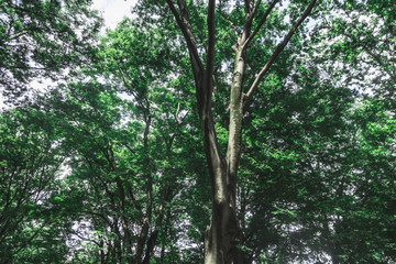 東京の森林　上野公園