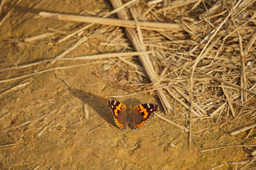 Beautiful butterfly on the ground