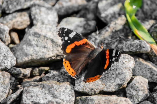 Admiral Falter diagonal  im Steingarten