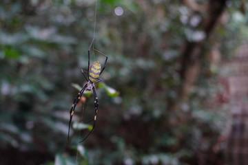 Big spider in the woods 2