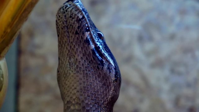 huge python close up.large exotic snake in the terrarium