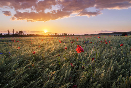 Amazing summer sunset at barley field with poppies. Picturesque rural scenery. 