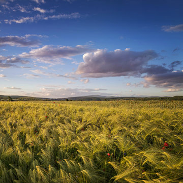 Summer evening at green barley field with beautiful sky over it..