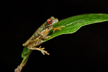 Rufous-eyed brook frog on leaf black background