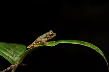 Rufous-eyed brook frog on leaf black background