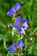 Wiesenstorchschnabel