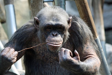 TIERE_Gorilla