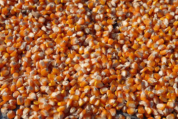 drying the corn in the sun