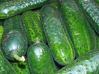 Preparation of fresh cucumbers for pickling on the winter. Home canning. Natural and healthy food. Salty cucumber is a great snack with vodka.