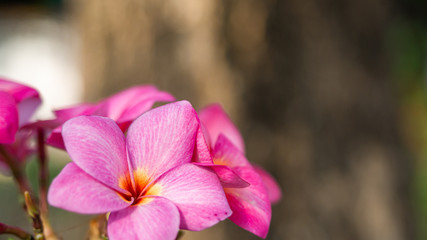 beautiful pink flower in green blurry background. topical summer flower, background texture.